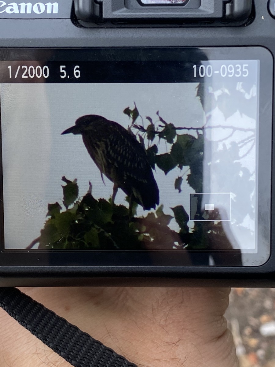 Black-crowned Night Heron - ML642302008