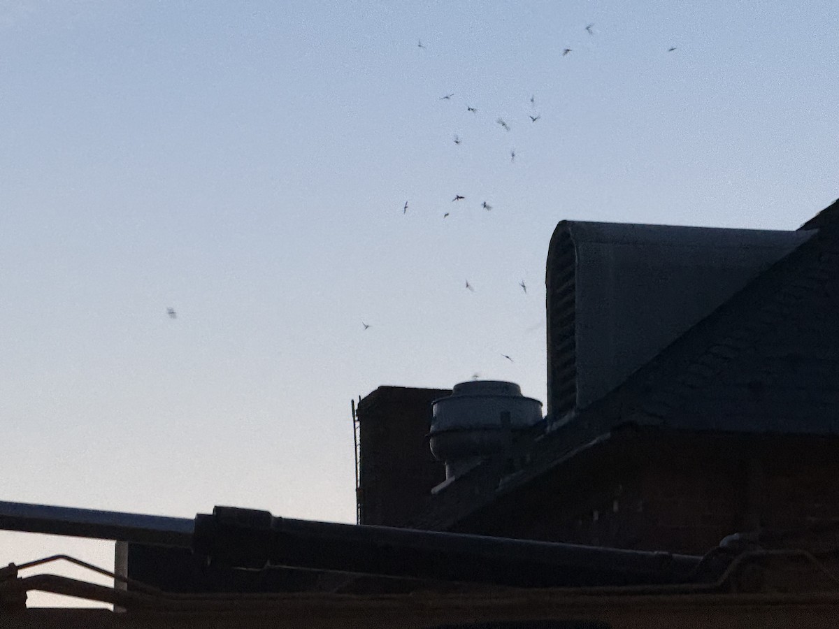 Chimney Swift - Andrew Reece