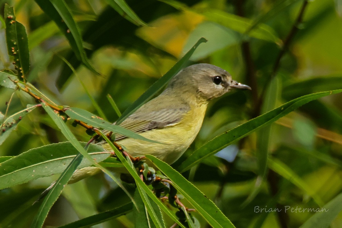Philadelphia Vireo - ML642302026