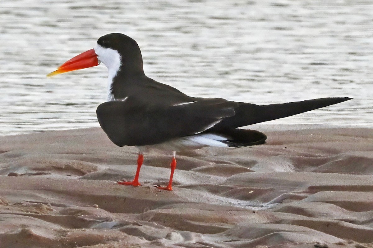 African Skimmer - ML642302033