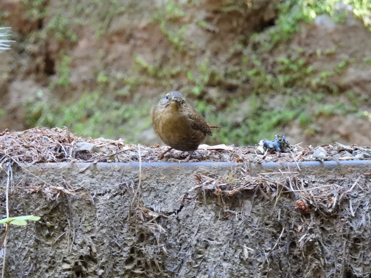 Pacific Wren - ML642302034