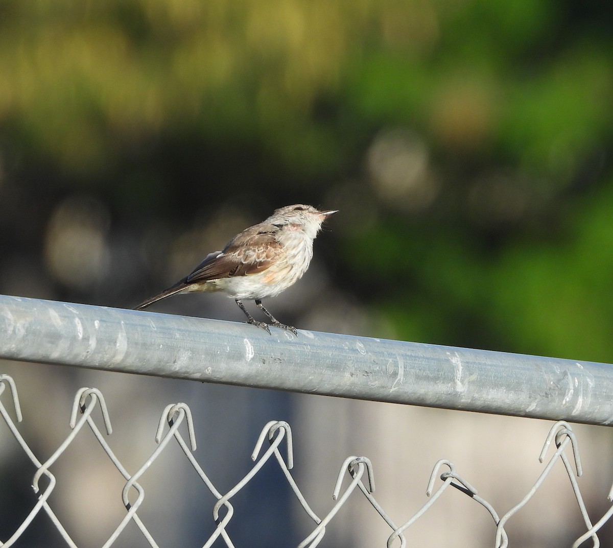Vermilion Flycatcher - ML642302036