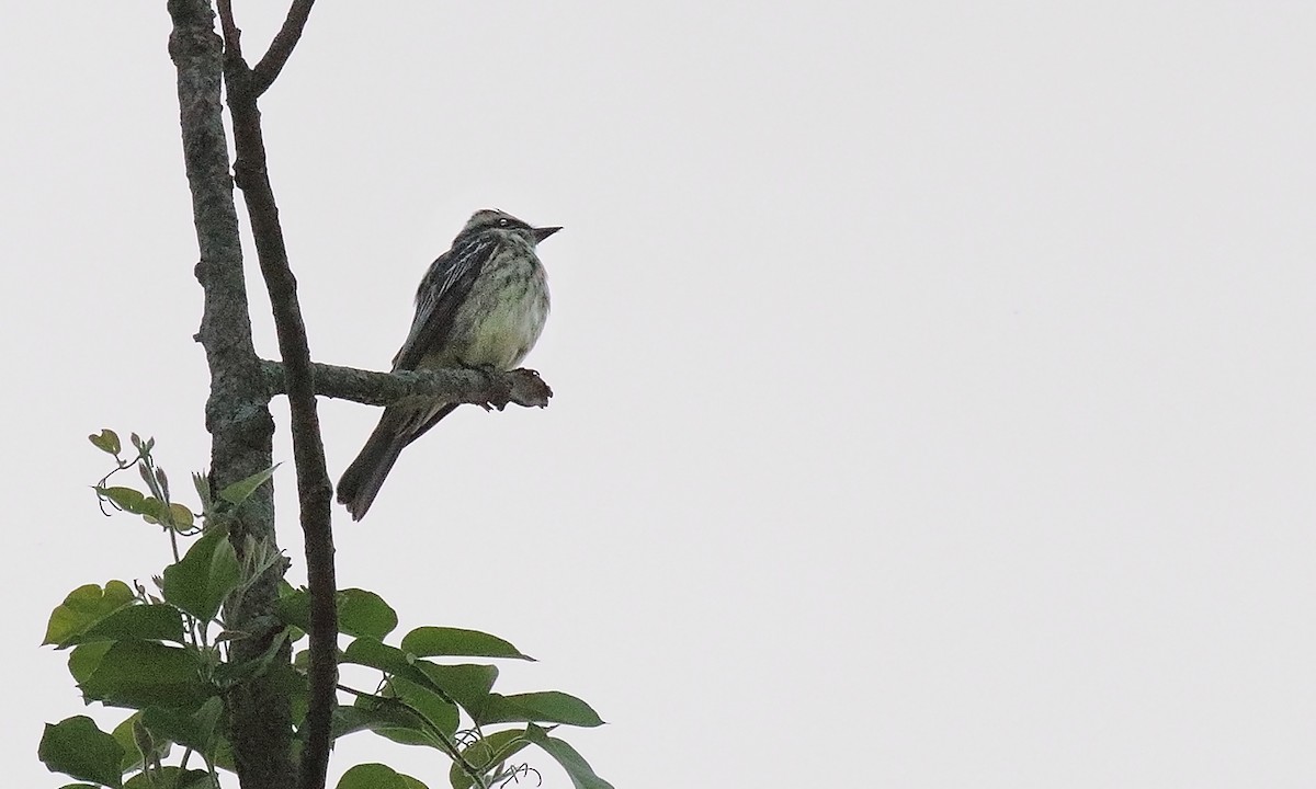 Variegated Flycatcher - ML642302039