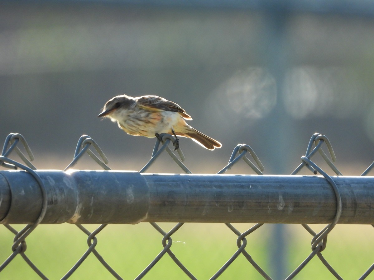 Vermilion Flycatcher - ML642302062
