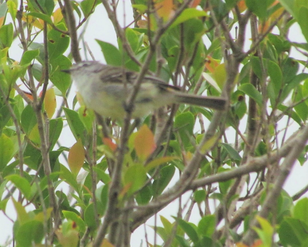 White-crested Tyrannulet - ML642302065