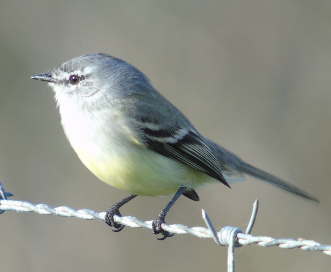 White-crested Tyrannulet - ML642302097