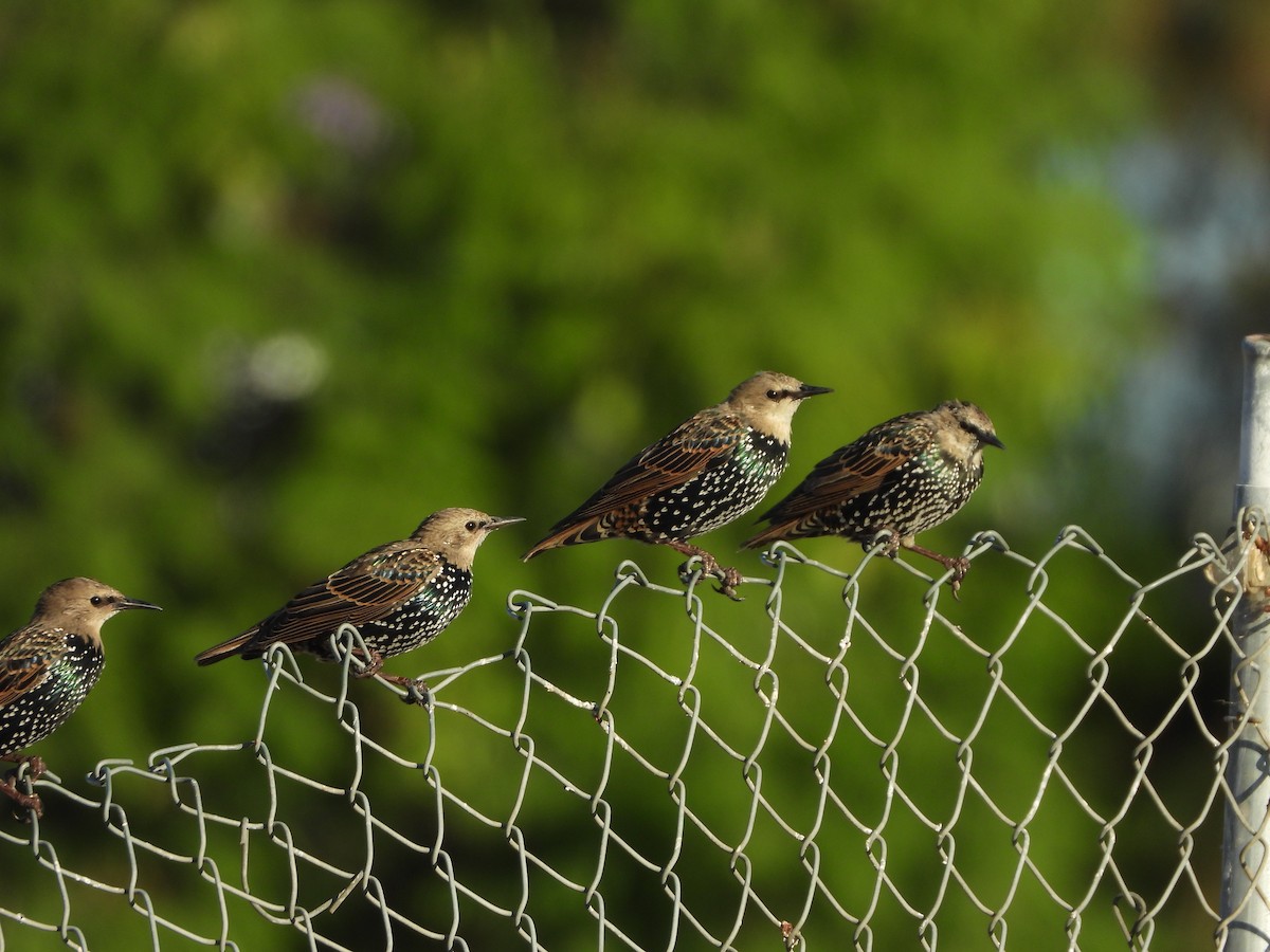 European Starling - ML642302100
