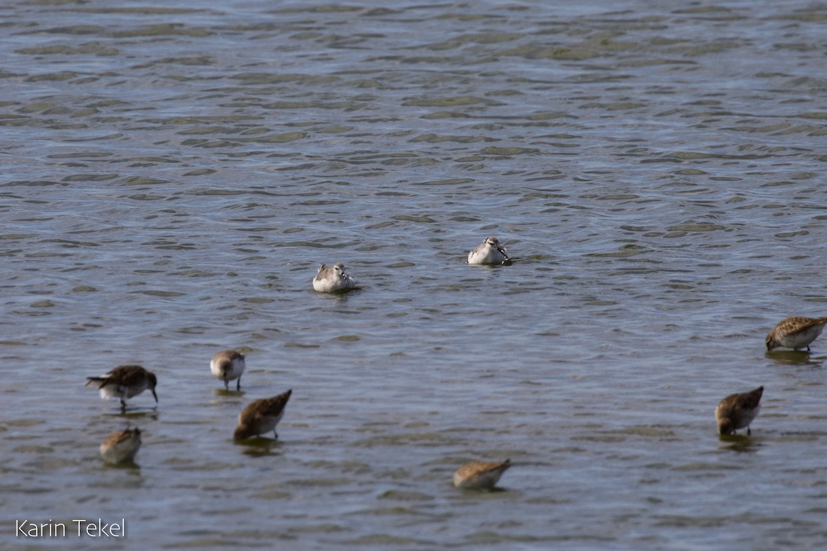 hvithalesvømmesnipe - ML642302108