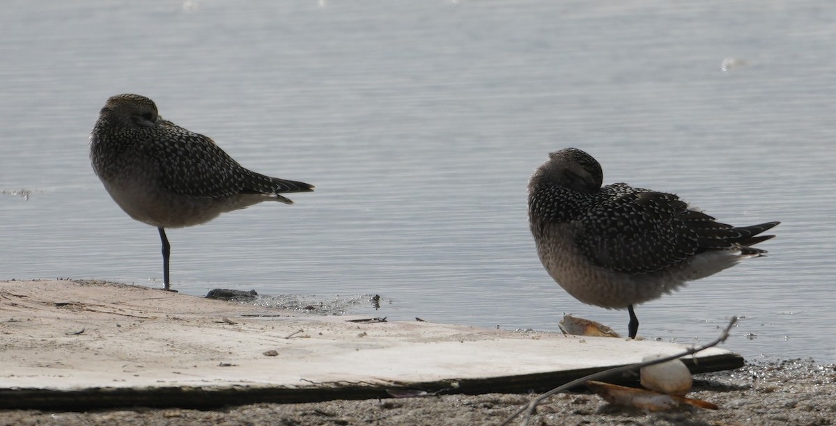 American Golden-Plover - ML642302111