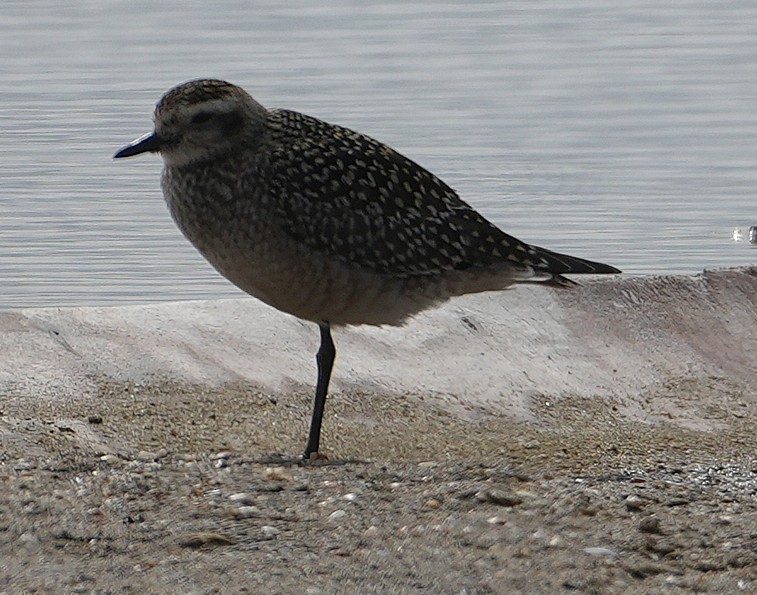 American Golden-Plover - ML642302112