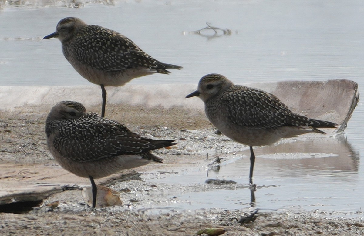 American Golden-Plover - ML642302113