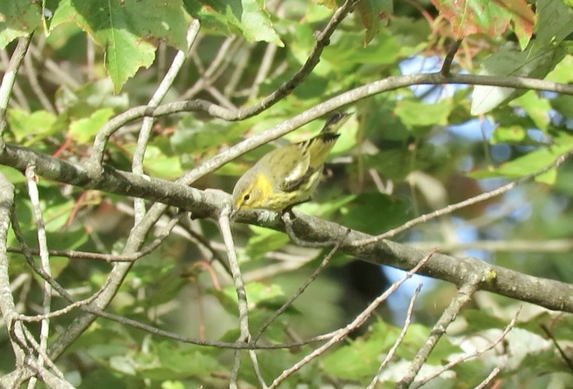 Cape May Warbler - ML642302114