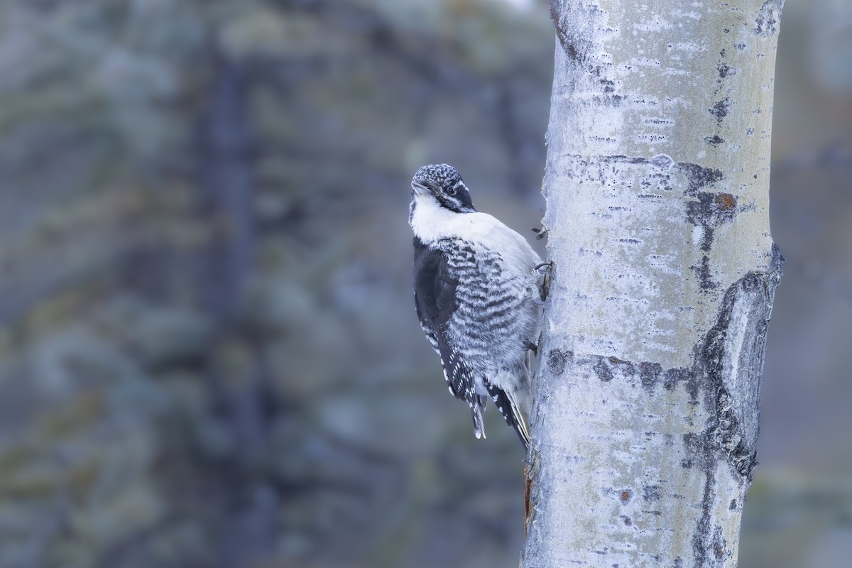American Three-toed Woodpecker - ML642302115