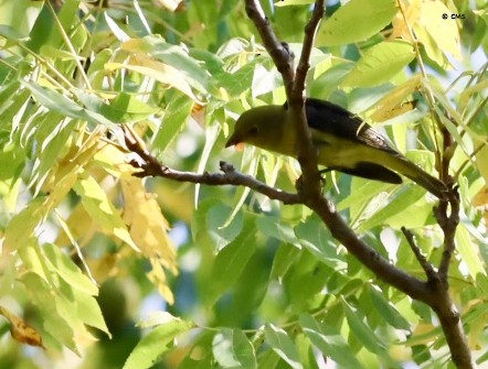 Scarlet Tanager - ML642302116