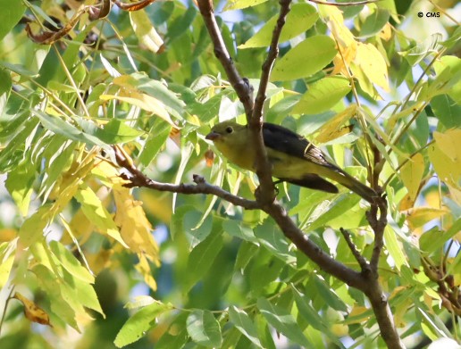 Scarlet Tanager - ML642302117
