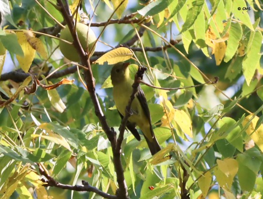 Scarlet Tanager - ML642302118