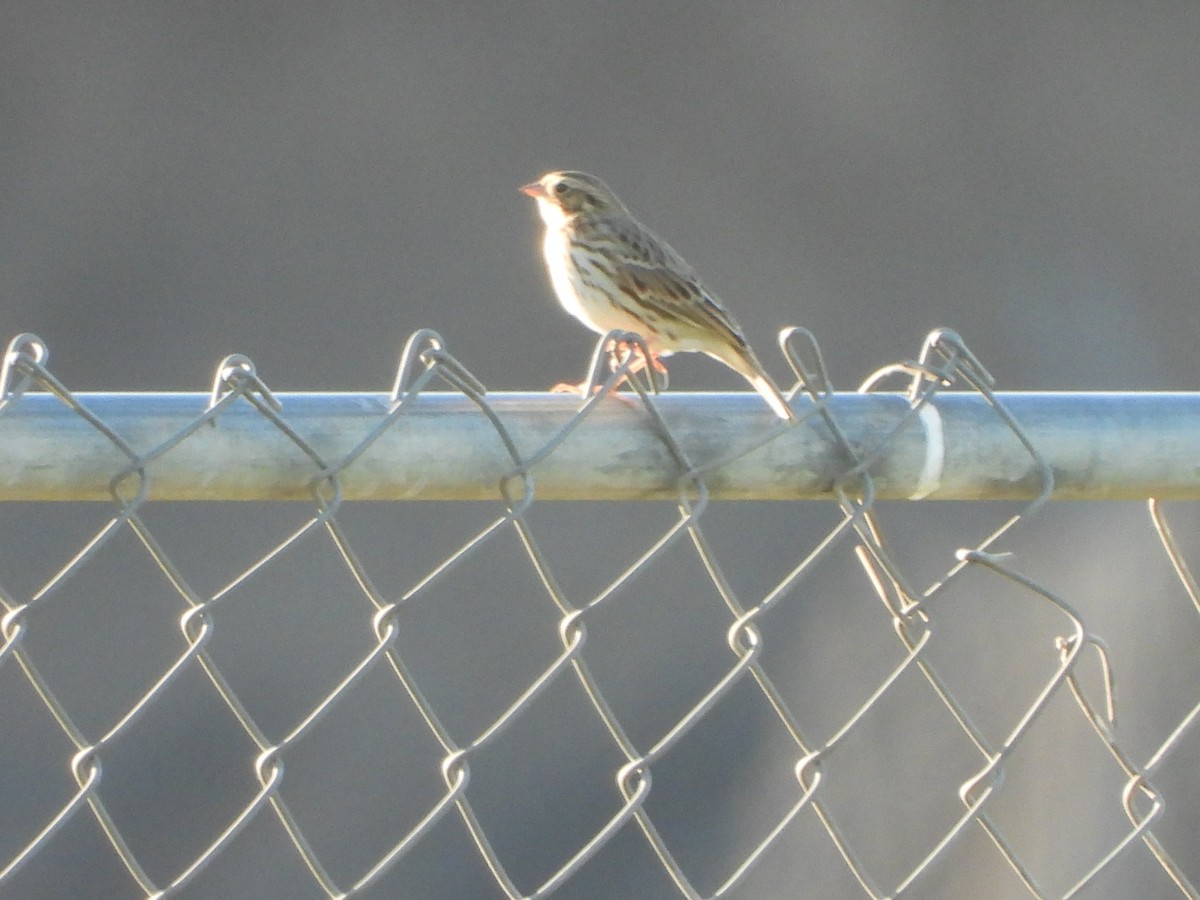 Savannah Sparrow - ML642302119