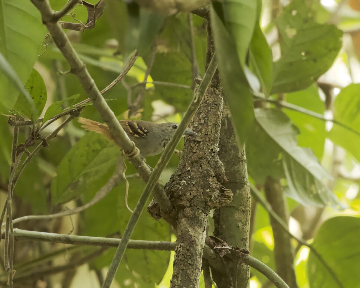 White-eyed Stipplethroat - ML642302120