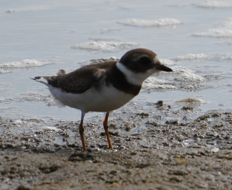 Semipalmated Plover - ML642302121