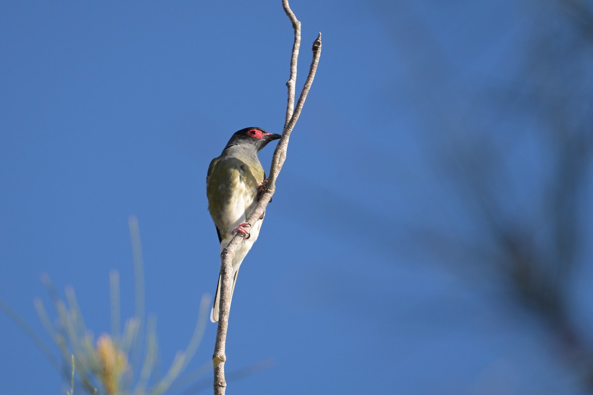 Australasian Figbird - ML642302122