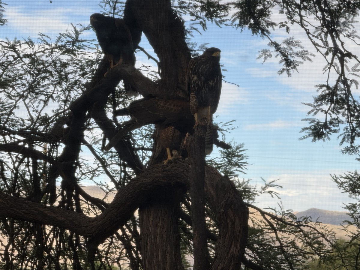 Harris's Hawk - ML642302125
