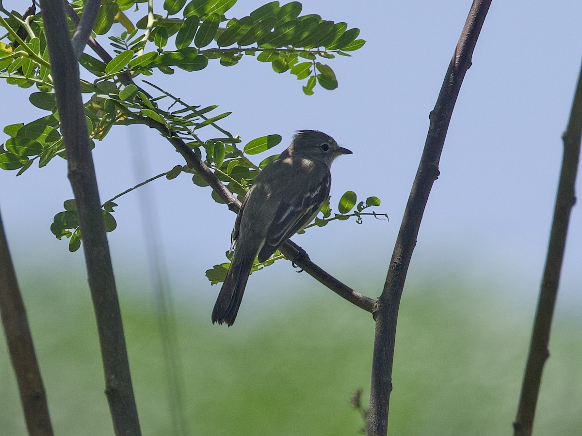 Yellow-bellied Elaenia - ML642302131