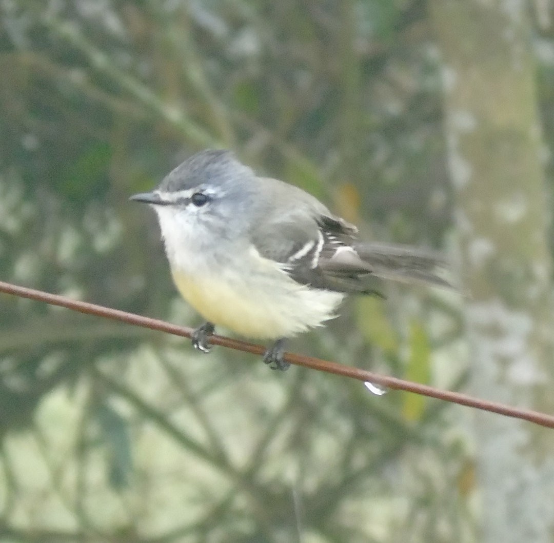 White-crested Tyrannulet - ML642302132