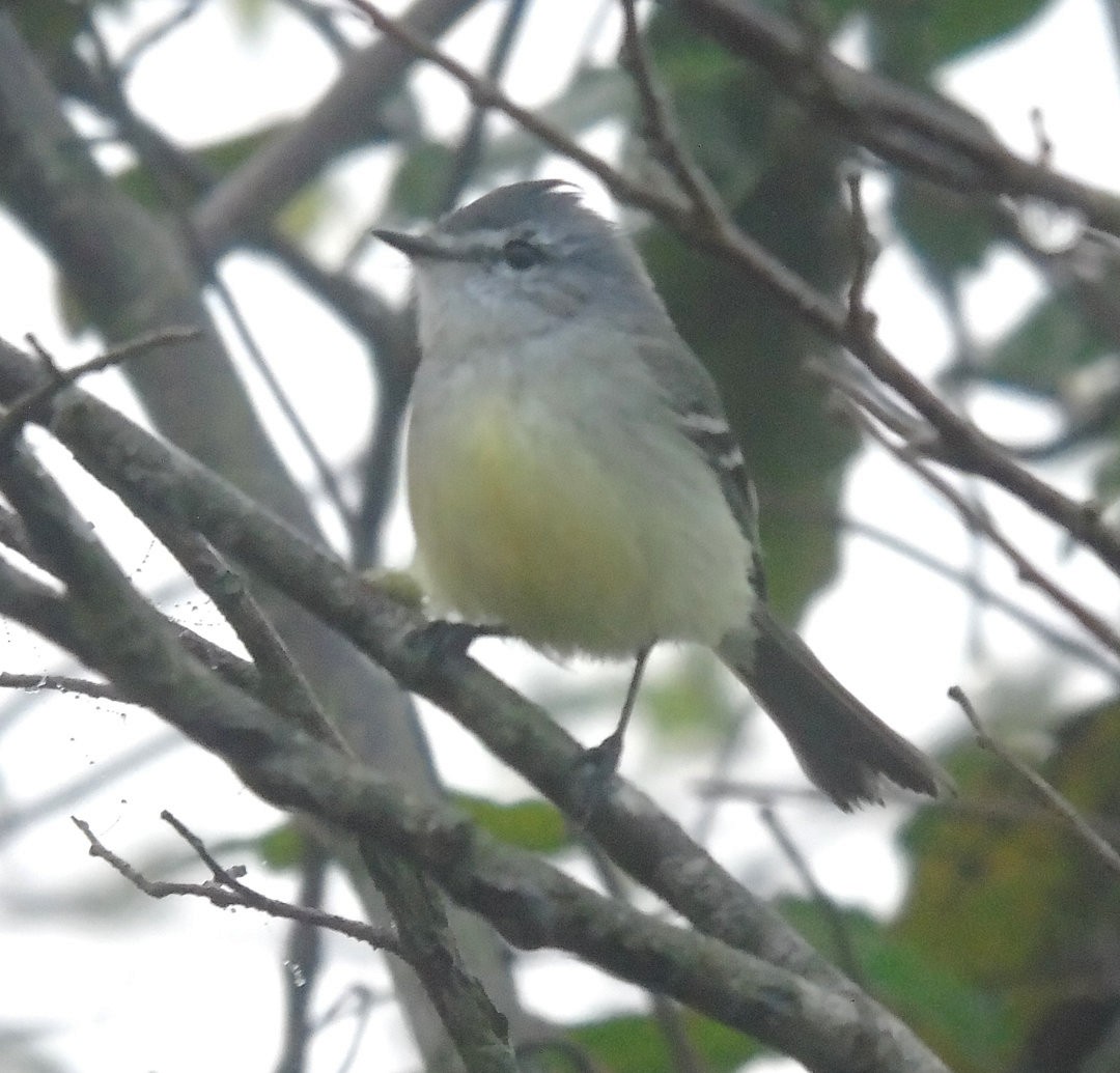 White-crested Tyrannulet - ML642302133