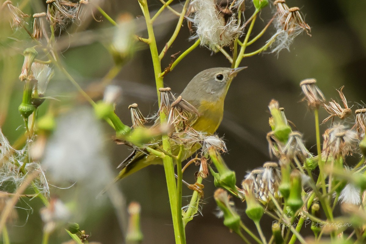 Nashville Warbler - ML642302136