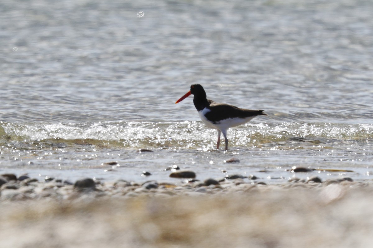 American Oystercatcher - ML642302137