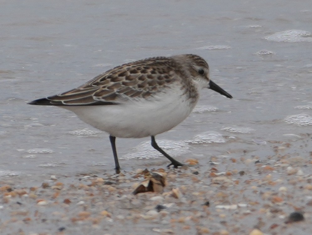 Semipalmated Sandpiper - ML642302138