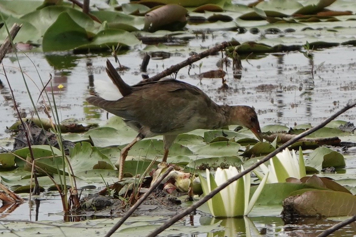 Purple Gallinule - ML642302142