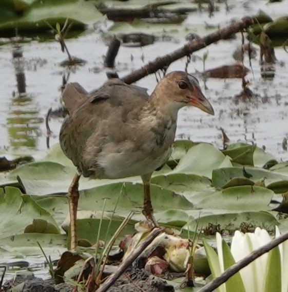 Purple Gallinule - ML642302143