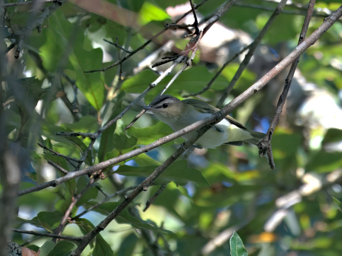 Red-eyed Vireo - ML642302144