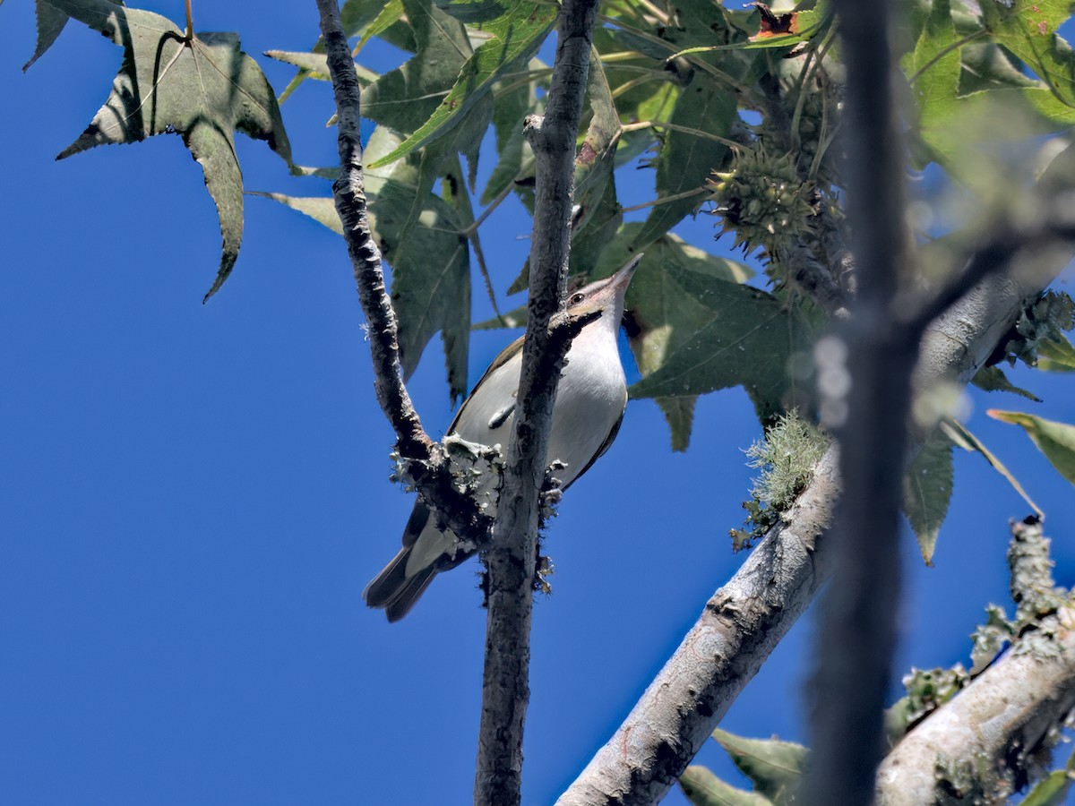 Red-eyed Vireo - ML642302145