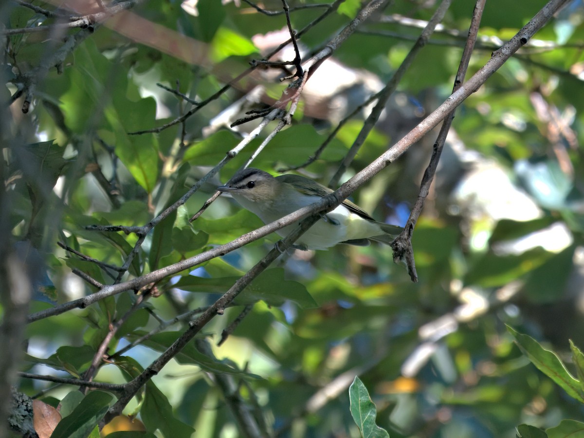 Red-eyed Vireo - ML642302146