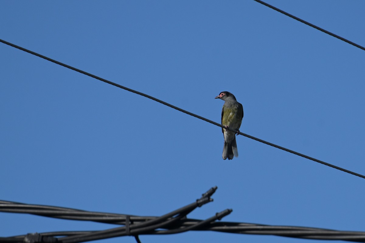 Australasian Figbird - ML642302148