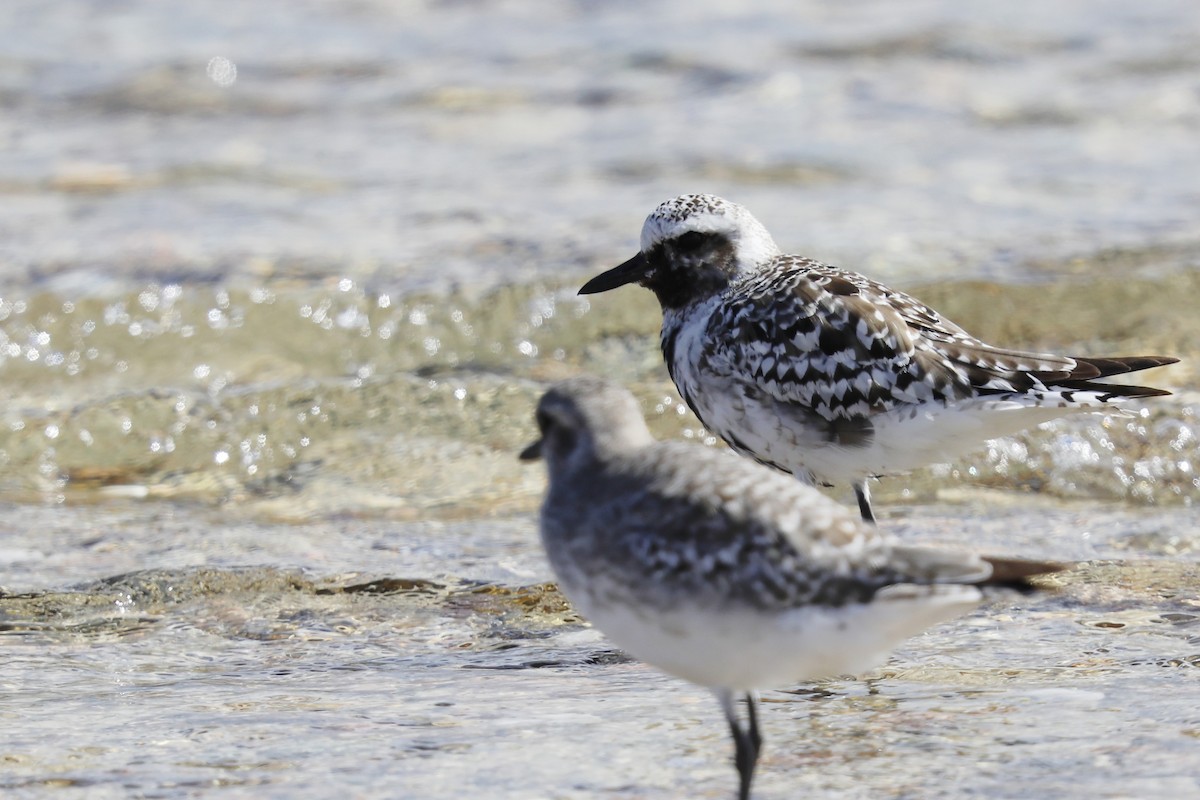 Black-bellied Plover - ML642302151