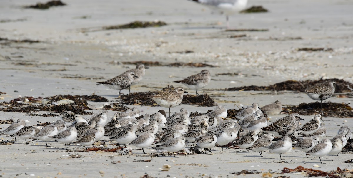 Sanderling - ML642302152