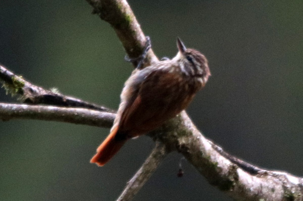 Streaked Xenops - ML642302165