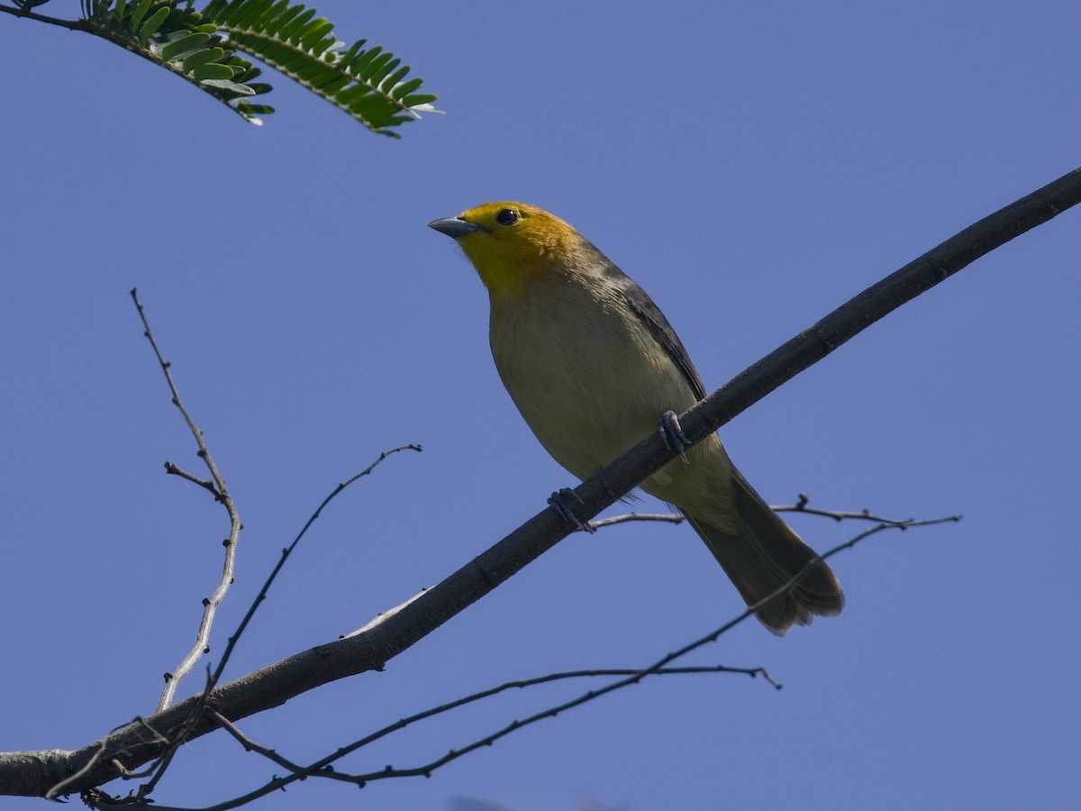 Orange-headed Tanager - ML642302173