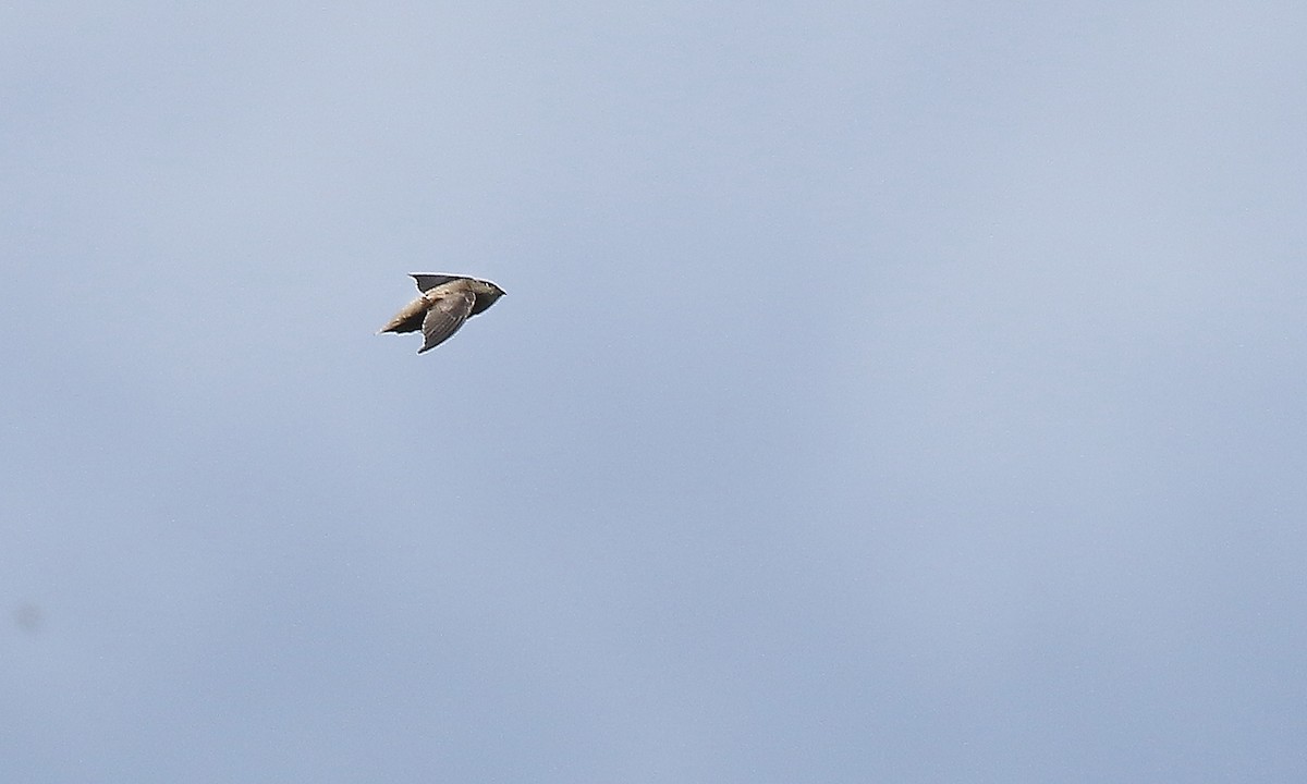 Sick's Swift - ML642302182