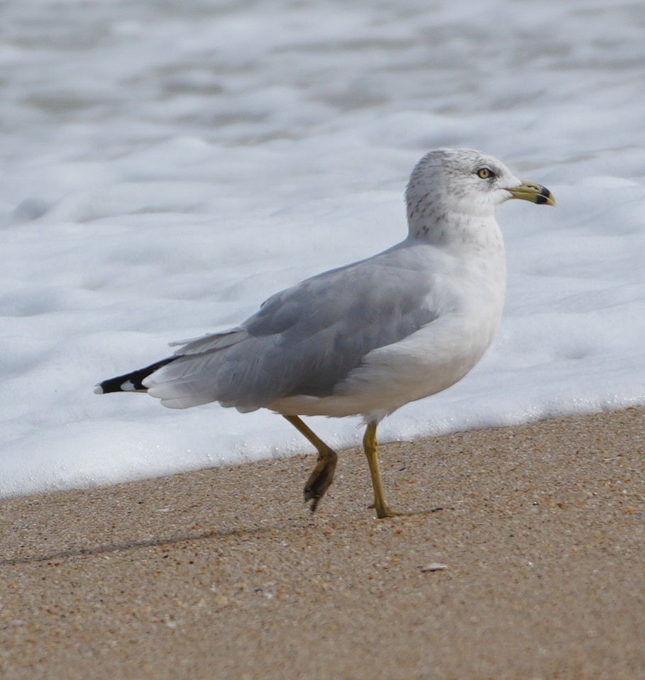 Ring-billed Gull - ML642302200