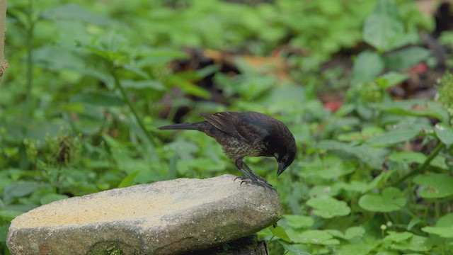 テリバネコウウチョウ - ML642302223