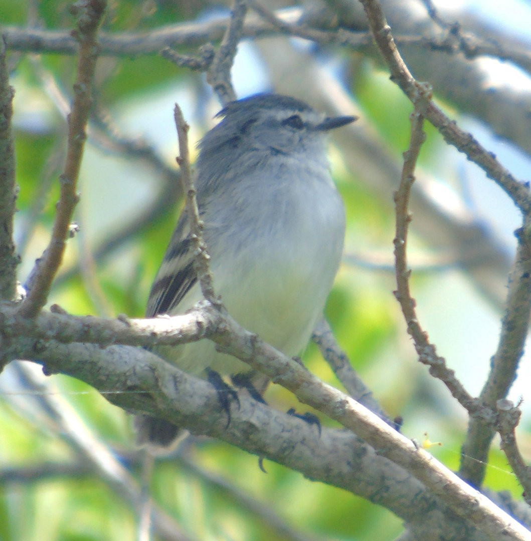 White-crested Tyrannulet - ML642302230