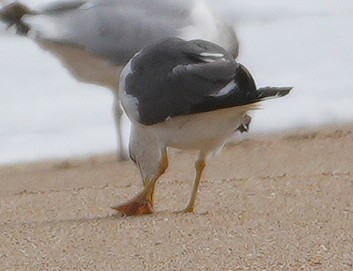 Lesser Black-backed Gull - ML642302253