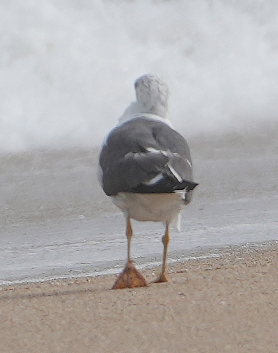Lesser Black-backed Gull - ML642302254