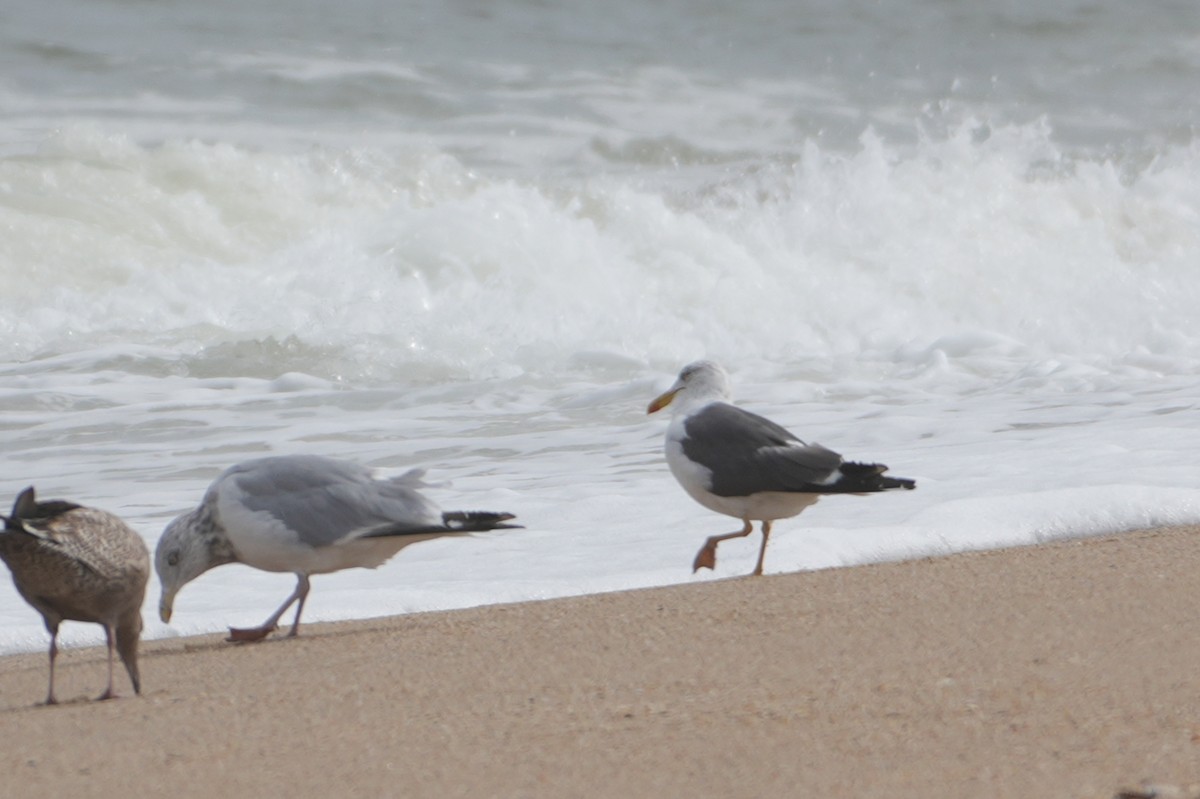 Lesser Black-backed Gull - ML642302255
