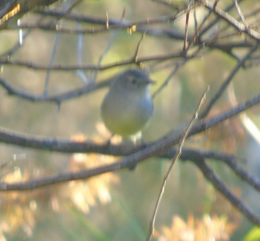 White-crested Tyrannulet - ML642302262