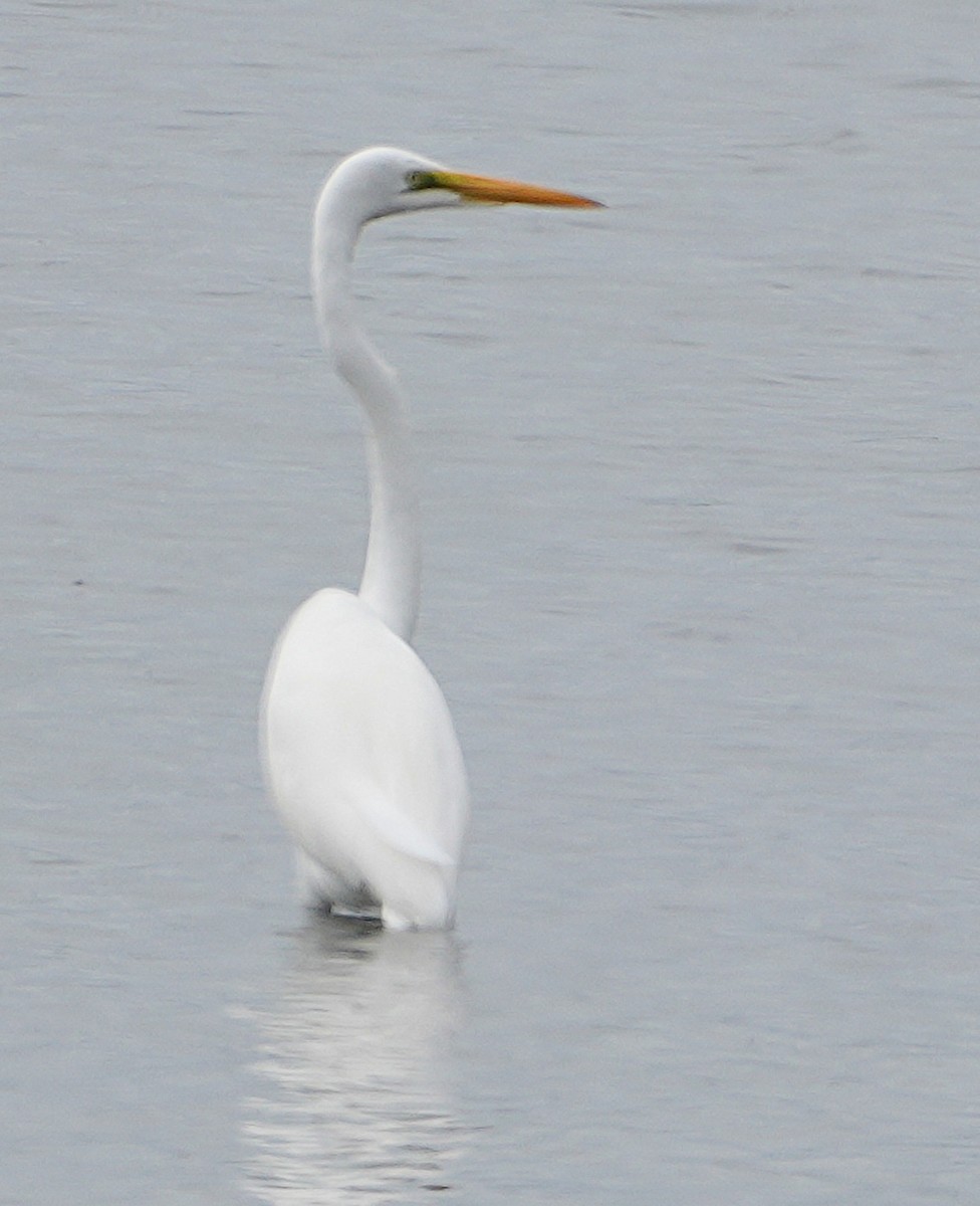 Great Egret - ML642302268